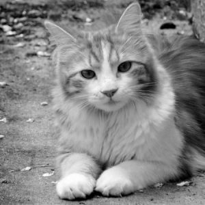 Pumba le visiteur (Noir  Blanc)