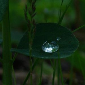 Late Morning Raindrops