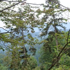 Les Hautes Vosges - Au Col de FOUCHY