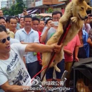 China_dog