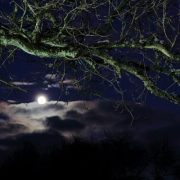 Old oak and the moon