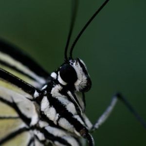 vlinder