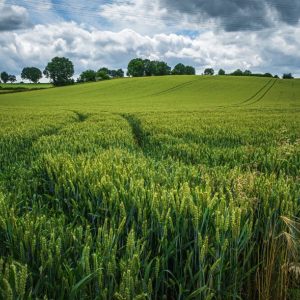 Limburgs Landschap