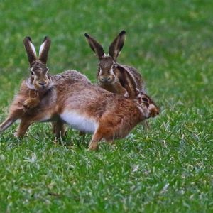 Run Hare, run.