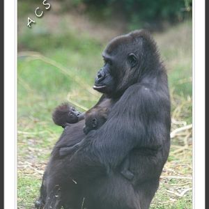 Burgers Zoo