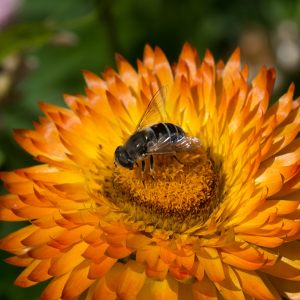 Dieren in de tuin