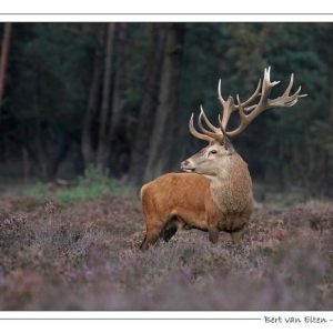 Red Deer