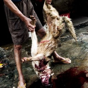 Hundeschlachtung in Zhanjiang