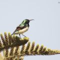 Sunbirds