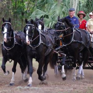 American Carriage Association Show
