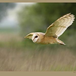 Hunters of the fields