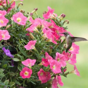 Hummingbirds