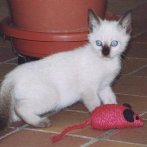 mieigatti