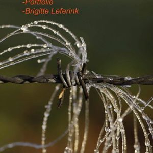 www.fotogroephaaksbergen.nl/