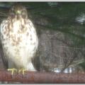 Cooper Hawk