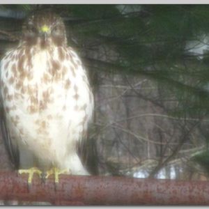 Cooper Hawk