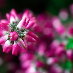 CALLUNA VULGARIS