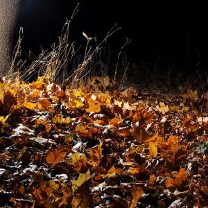 Autumn