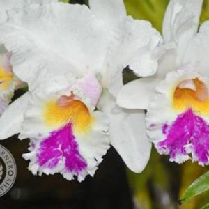 Orchid