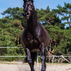 Arabische volbloeden gefotografeerd in Nederland