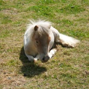 DIESAL The Miniture Horse