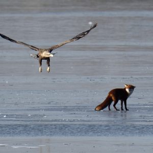 Eagle and Fox