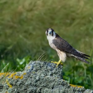 British Wildlife Photography