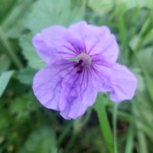 יופי  הטבע בפרטים הקטנים