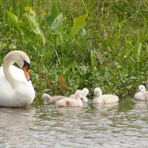 Vogels