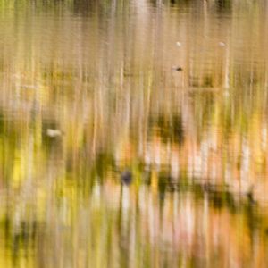 Thousand Acre Swamp