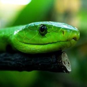 Schlange & Co ~ Snake & Co