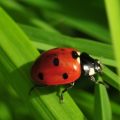 Insectes
