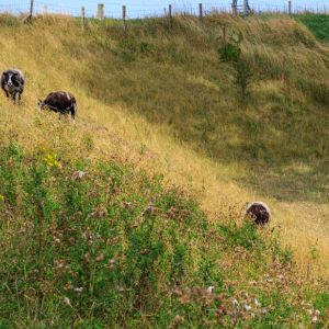 2022 Zuid-Holland_Zeeland