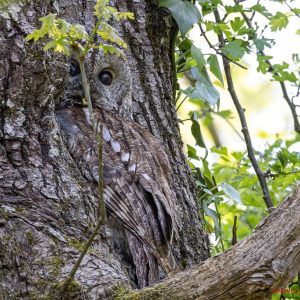 Buntes Treiben am Teich und im Auenwald