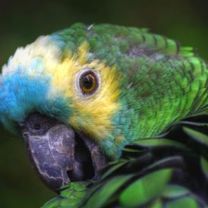 Zoo de Pont Scorff