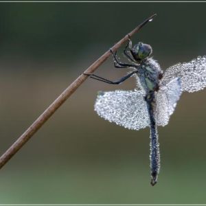 Little diamands