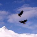 Alaska