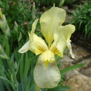 Iris sous la pluie