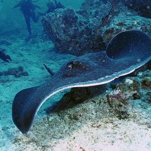 Nouvelle-Calédonie/Faune sous-marine