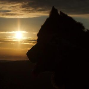 DoGs