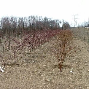 BIG CHOCOLATE CHIP ™ Pagoda Dogwood