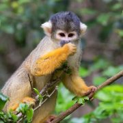 Monkeyland Primate Sanctuary