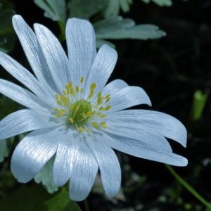 Blütenzauber