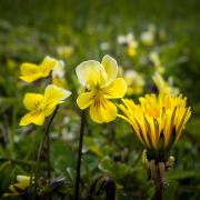 Spring awakens