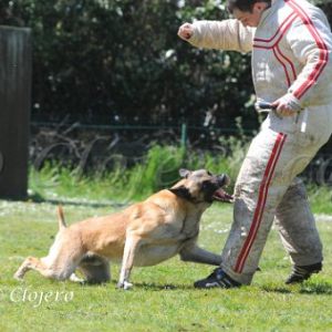 Concours de RING des 13 et 14 Avril 2013 au CCPI (Pessac - 33)