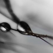 Drops