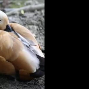 Parc des Oiseaux de Villars les Dombes  en vidéo