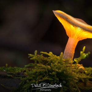 Forest Lights