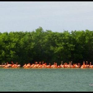 Photos of Rio Lagartos - Mexico