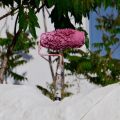 KRETA 2018 - Paleochora
